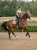 czaprak skokowy beżowy equestrian stockholm  (7).webp