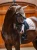 czaprak ujeżdżenioey beżowy equestrian stockholm  (2).webp