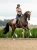 czaprak ujeżdżenioey beżowy equestrian stockholm  (6).webp