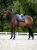 czaprak ujeżdżeniowy czarny equestrian stockholm  (5).webp