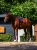 czaprak skokowy bordowy equestrian stockholm  (7).webp