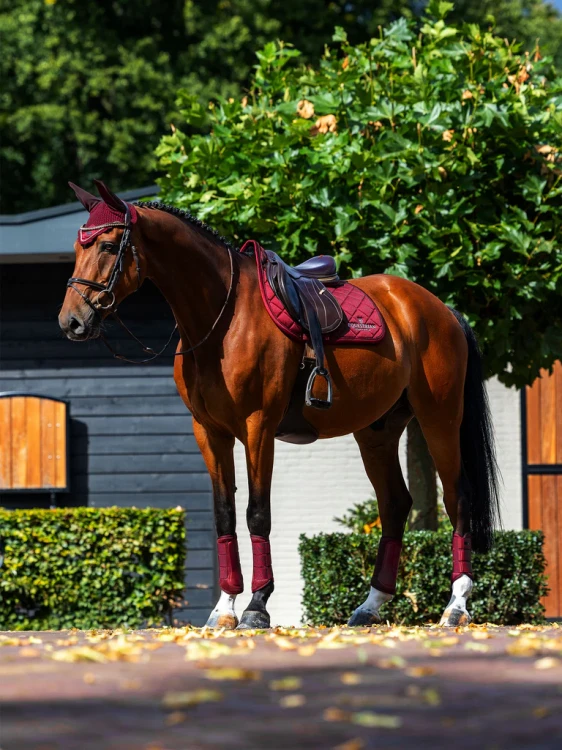 czaprak skokowy bordowy equestrian stockholm  (7).webp
