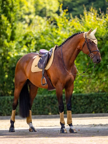 nauszniki złote equestrian stockholm  (2).webp