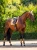 nauszniki złote equestrian stockholm  (2).webp