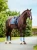 czaprak ujeżdżeniowy błękitny equestrian stockholm  (5).webp