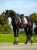 czaprak ujeżdzeniowy różowy equestrian stockholm  (5).webp