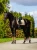 czaprak ujeżdżeniowy złoty equestrian stockholm  (5).webp