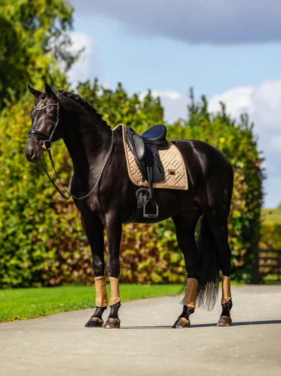 czaprak ujeżdżeniowy złoty equestrian stockholm  (5).webp