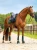 kaloszki dla koni zielone zycamore green equestrian stockholm  (1).webp