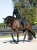 kaloszki dla koni zielone zycamore green equestrian stockholm  (4).webp