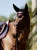 nauszniki wyciszające bordowe merlot equestrian stockholm  (4).webp