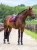nauszniki bordowe merlot equestrian stockholm  (2).webp