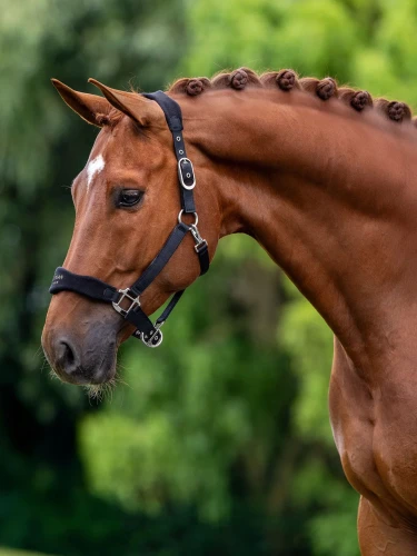 kantar anatomiczny czarny equestrian stockholm  (1).webp