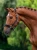 kantar anatomiczny czarny equestrian stockholm  (1).webp