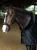 kantar anatomiczny czarny equestrian stockholm  (2).webp