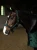 kantar anatomiczny zielony sycamore green equestrian stockholm  (3).webp