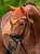nauszniki pomarańczowe chestnut velvet equestrian stockholm  (1).webp