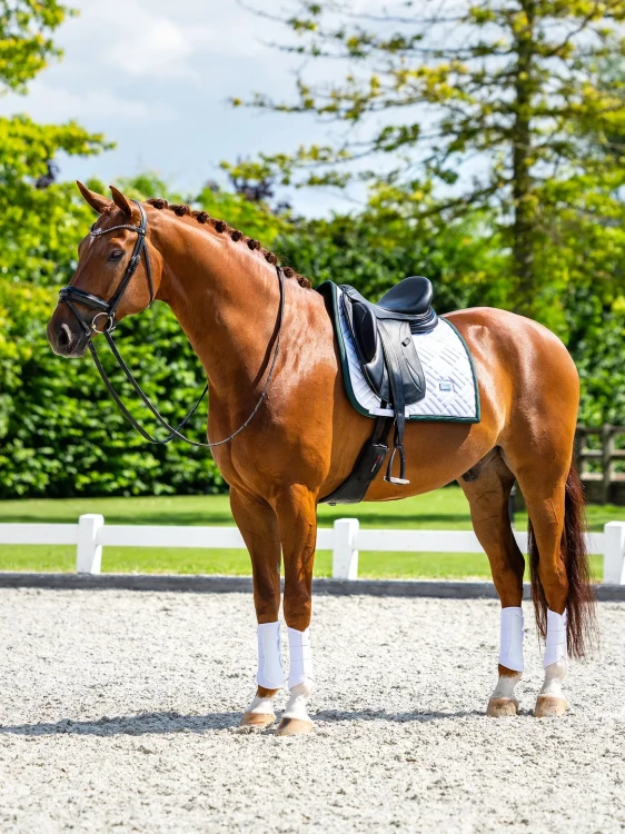 czaprak ujeżdżeniowy biały zielony sycamore equestrian stockholm  (10).webp