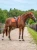 czaprak skokoy chestnut pomarańczowy equestrian stockholm  (8).webp