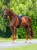 czaprak ujeżdżeniowy chestnut pomarańczowy equestrian stockholm  (9).webp