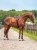 czaprak skokowy chestnut equestrian stockholm  (7).webp
