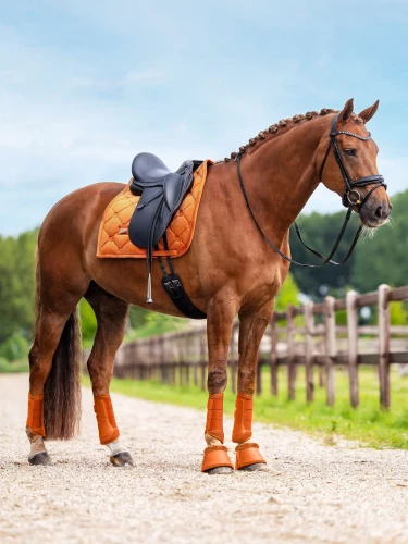 czaprak ujeżdżeniowy velvet chestnut equestrian stockholm  (2).webp