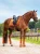 czaprak ujeżdżeniowy velvet chestnut equestrian stockholm  (2).webp