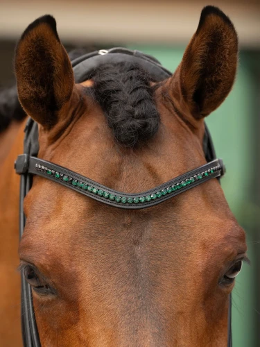 naczółek sycamore green equestrian stockholm  (1).webp