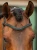 naczółek sycamore green equestrian stockholm  (1).webp