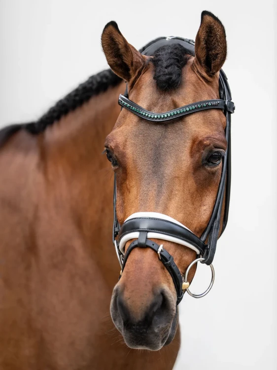 naczółek sycamore green equestrian stockholm  (6).webp