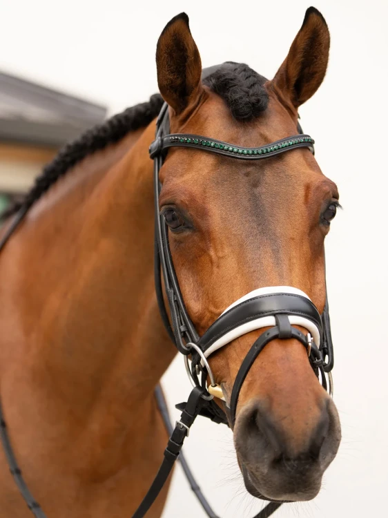 naczółek sycamore green equestrian stockholm  (7).webp
