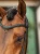 naczółek sycamore green equestrian stockholm  (8).webp