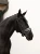 Naczółek sycamore green equestrian stockholm  (2).webp