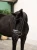Naczółek sycamore green equestrian stockholm  (9).webp