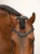 naczółek blue meadow equestrian stockholm  (1).webp