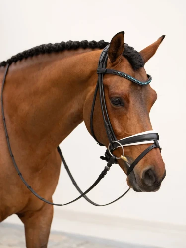 naczółek blue meadow equestrian stockholm  (5).webp