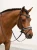 naczółek blue meadow equestrian stockholm  (5).webp
