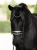 naczółek blue meadow equestrian stockholm  (4).webp
