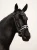 naczółek blue meadow equestrian stockholm  (5).webp