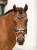 naczółek kryształki białe equestrian stockholm  (7).webp