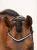 naczółek kryształki białe equestrian stockholm  (8).webp