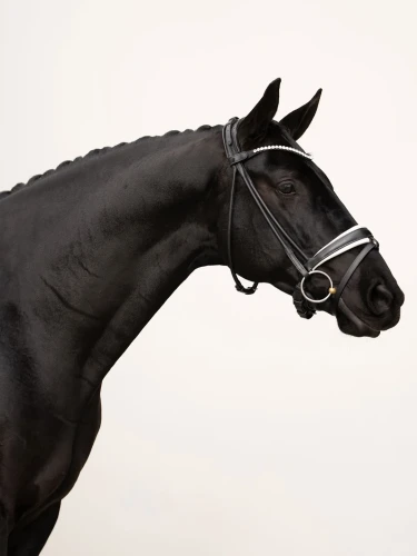 naczółek kryształki białe equestrian stockholm  (2).webp