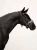 naczółek kryształki białe equestrian stockholm  (2).webp