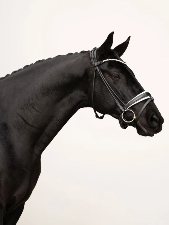 naczółek kryształki białe equestrian stockholm  (2).webp
