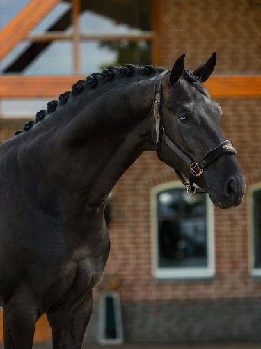 kantar anatomiczny czarny equestrian stockholm  (1).webp