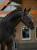 kantar anatomiczny czarny equestrian stockholm  (1).webp