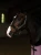 kantar anatomiczny czarny equestrian stockholm  (2).webp