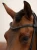 naczółek czarne kryształki equestrian stockholm  (1).webp