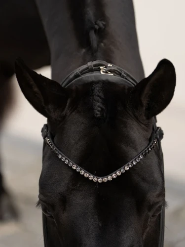 naczółek czarny equestrian stockholm  (1).webp