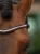 naczółek różowy kryształki equestrian stockholm  (1).webp